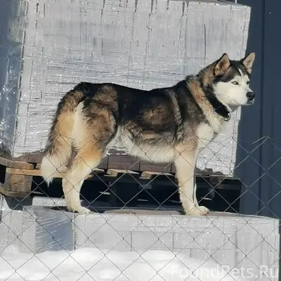 Найден хаски, д. Курганиха