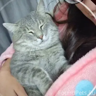 Пропал кот Барсик, Жилгородок, Волгоград