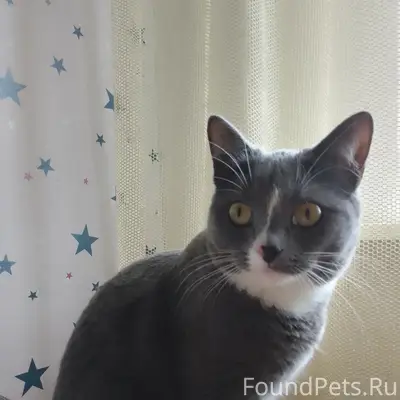 Пропала короткошёрстная кошка, Абакан