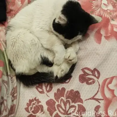 Пропал кот, Центральный посёлок