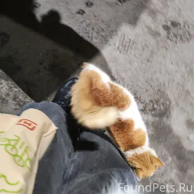 Найдена кошка, Строитель