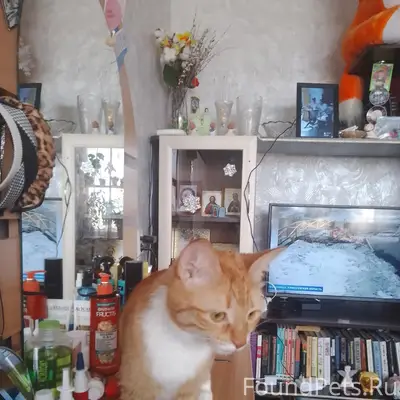 Найдена кошка, Ленина 59