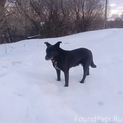 Пропала собака Дина, Поляна