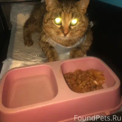 Пропала кошка, район начала П. Морозова