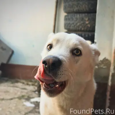 Пропал пёс Акелла, Авиастроительный район