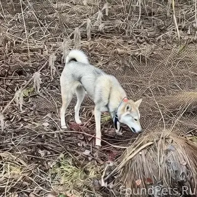 Пропала лайка, Новый посёлок, Краснокамск