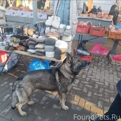 Пропала собака, Казань, Авиастроительный район