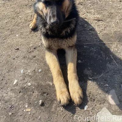 Найден [тип] собака, [место] 8-я шахта