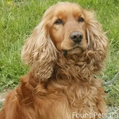 Пропала Английский кокер спаниель, с. Зыково