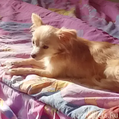 Пропала чихуахуа Дуся или Буся, район Мамонова