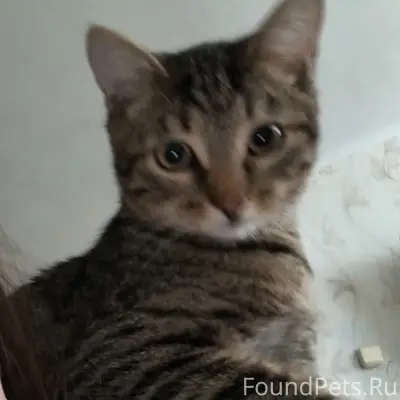 Пропал кот, 