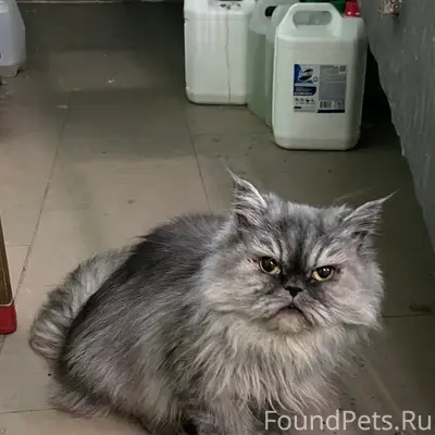 Найдена кошка, Вологда