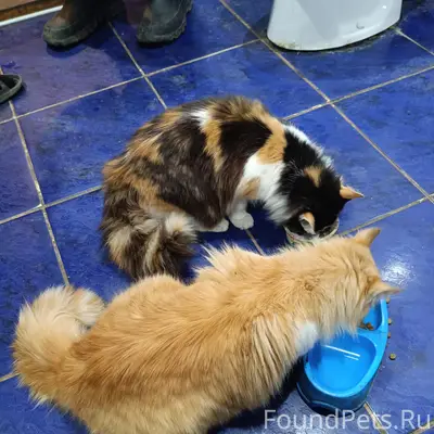 Пропали котята Алиса и Алекс, город