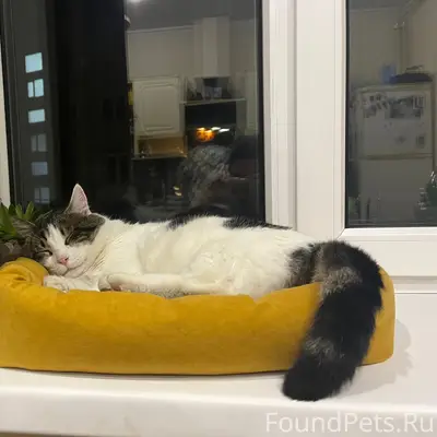 Пропал кот Шторм, глухой, на пересечении Коммунистической и Ленина