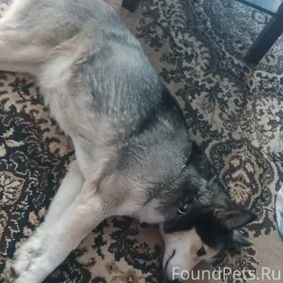 Найденна собака, [неизвестно] место