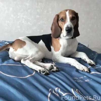 Пропала собака, Калашников хутор, Калуга