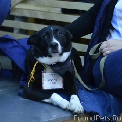 Пропала метис лайки Пеппи, Суворов