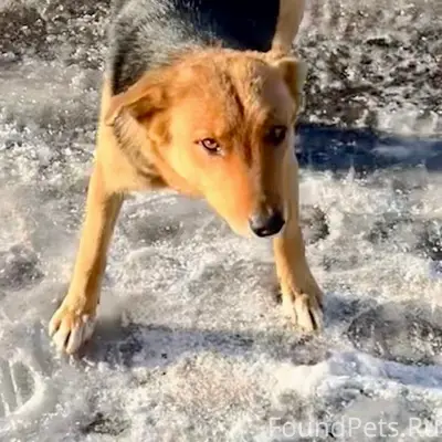 Пропала собака Пальма, район ул. Губкина