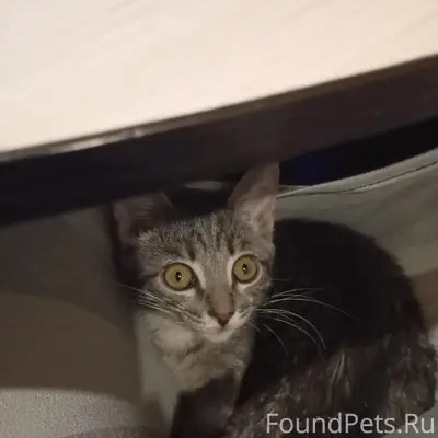 Пропала кошка, Менделеева