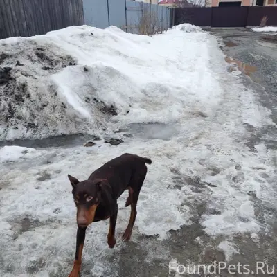 Найден доберман, коричневый с рыжим, Чкаловский район