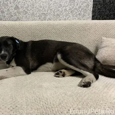 Найдена собака, индустриальный район