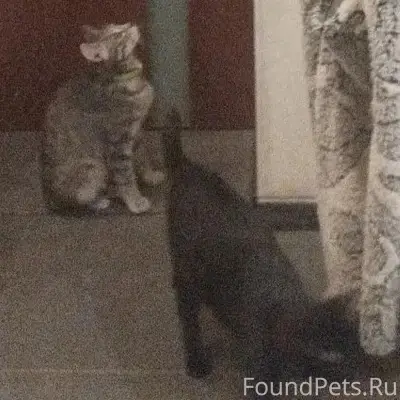 Пропала кошка, район швейной фабрики