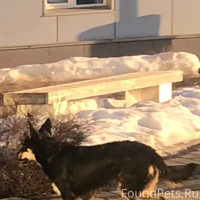 Пропала собака, Владимир