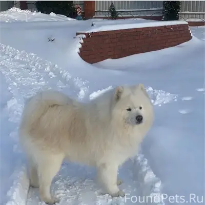 Пропала собака Чаби, село Андреевское