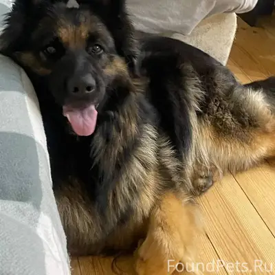 Пропала немецкая овчарка, Южный посёлок, Чебоксары