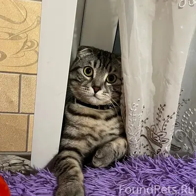 Пропал кот Сёма, Мерцалиха