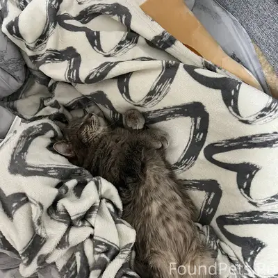 Пропал кот Мартин