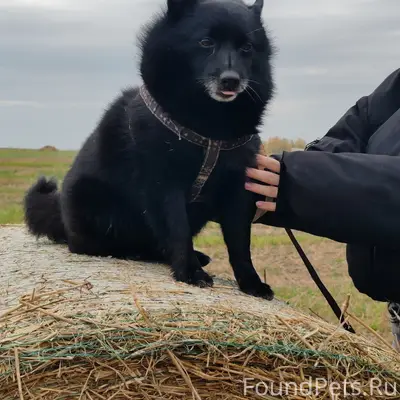 Пропал пёс Дин