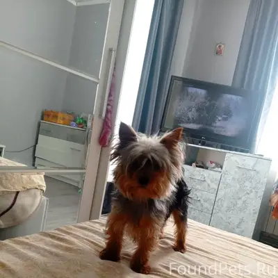 Пропала собака йоркский терьер, Зеленополье