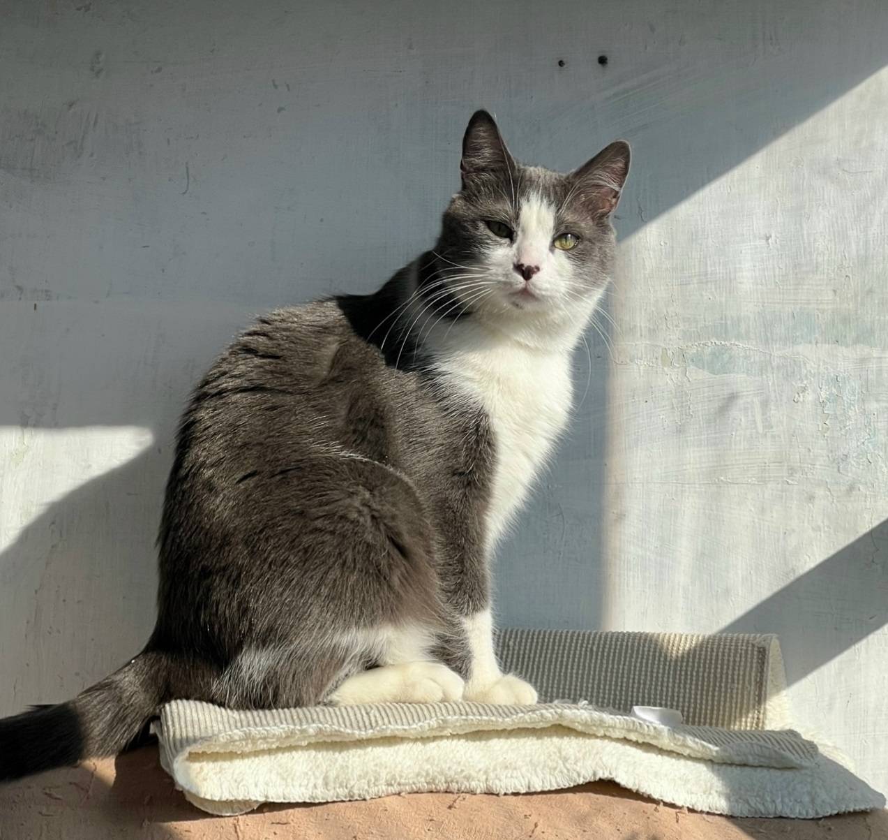 Пропал кот Кокос, район Гагарина, 1