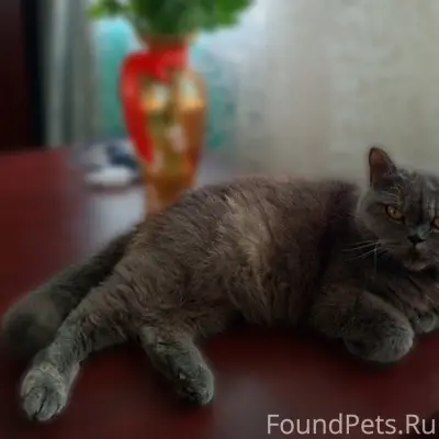 Пропала кошка, Заречка