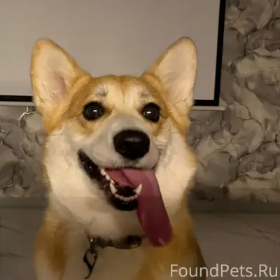 Пропала корги, Столбище