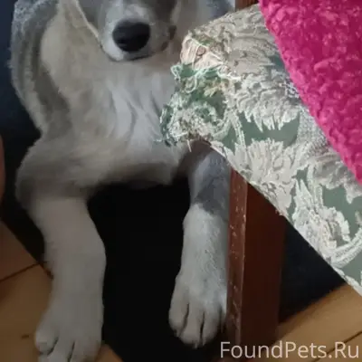 Пропала собака Герда, с. Баево