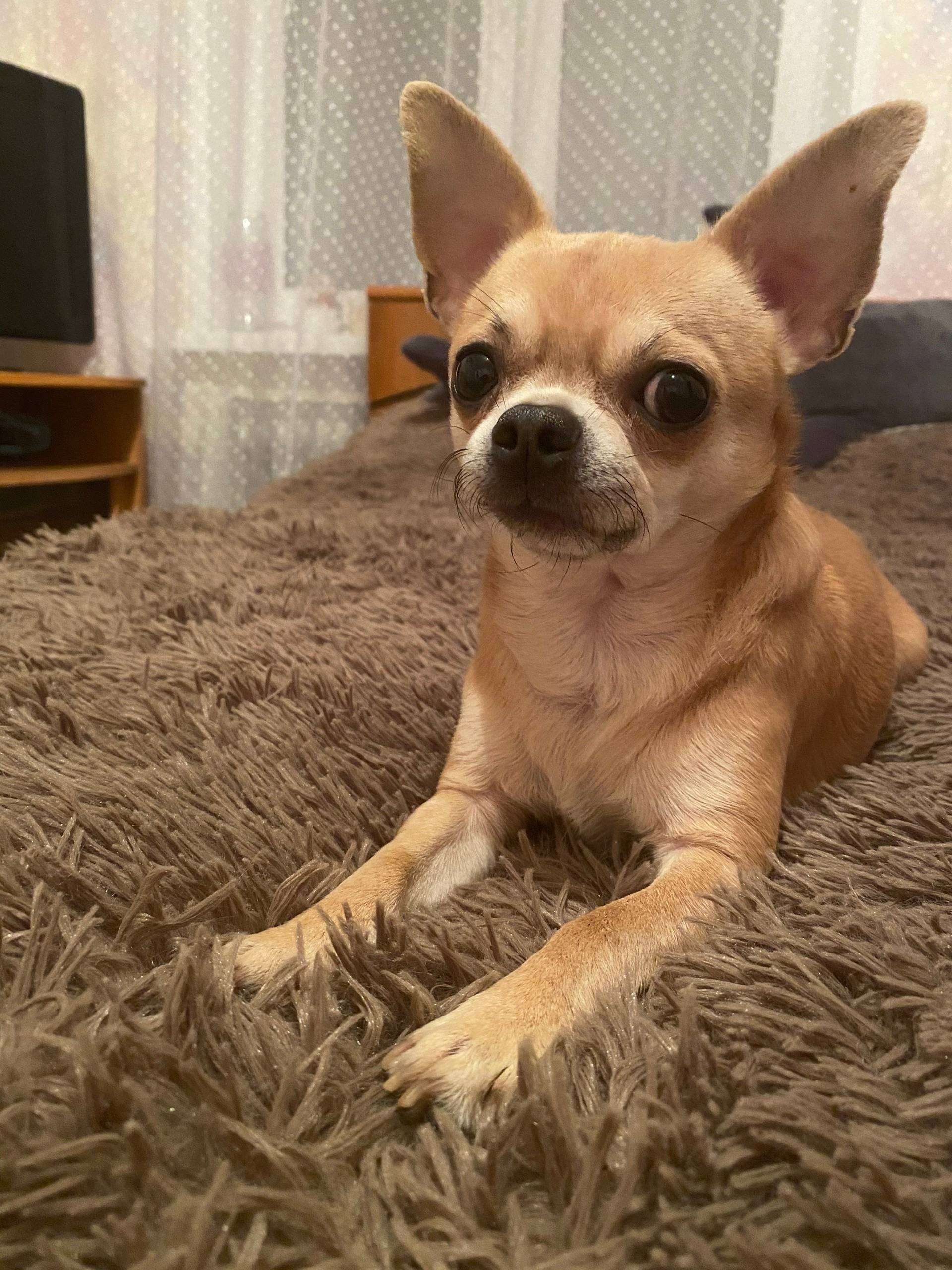 Пропал Чихуахуа Лаки, д. Чубариха