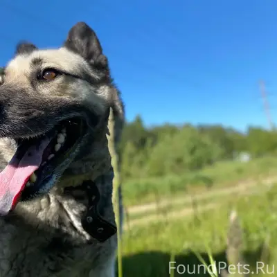 Пропала собака, район улицы Советской