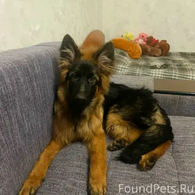 Пропала щенок Оливия, д. Новотроицк