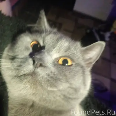 Пропал кот, улица Суркова