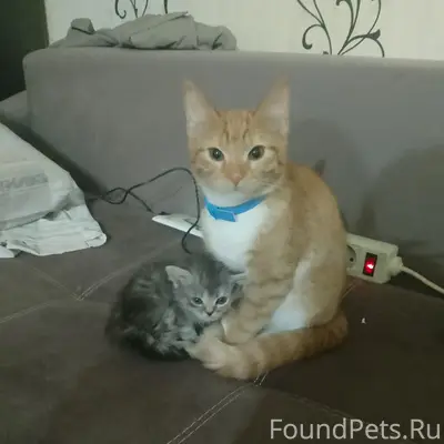 Пропала рыжая кошка Мурка