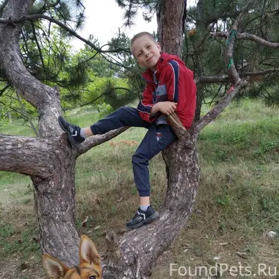 Пропала овчарка Ася, Марьино