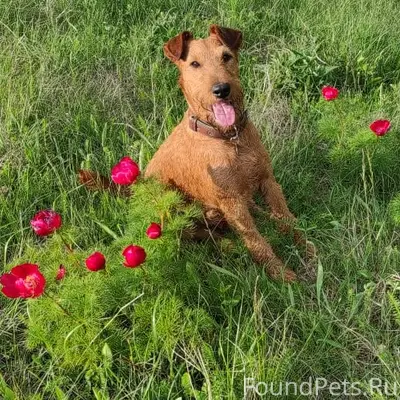 Пропал ирландский терьер, Симферополь, улица Луговая