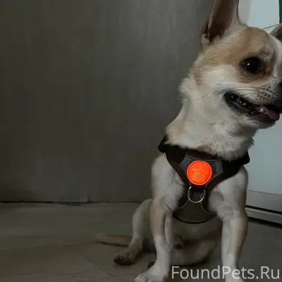 Пропала собака Тима, пос. Осипенко