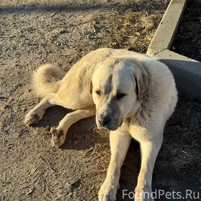 Найден мальчик в ошейнике, Сормово
