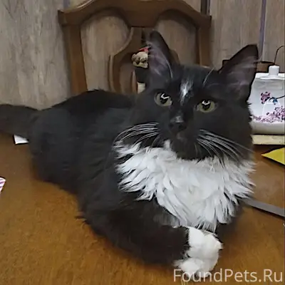 Пропала беспородная кошка Тася, Зеленоград