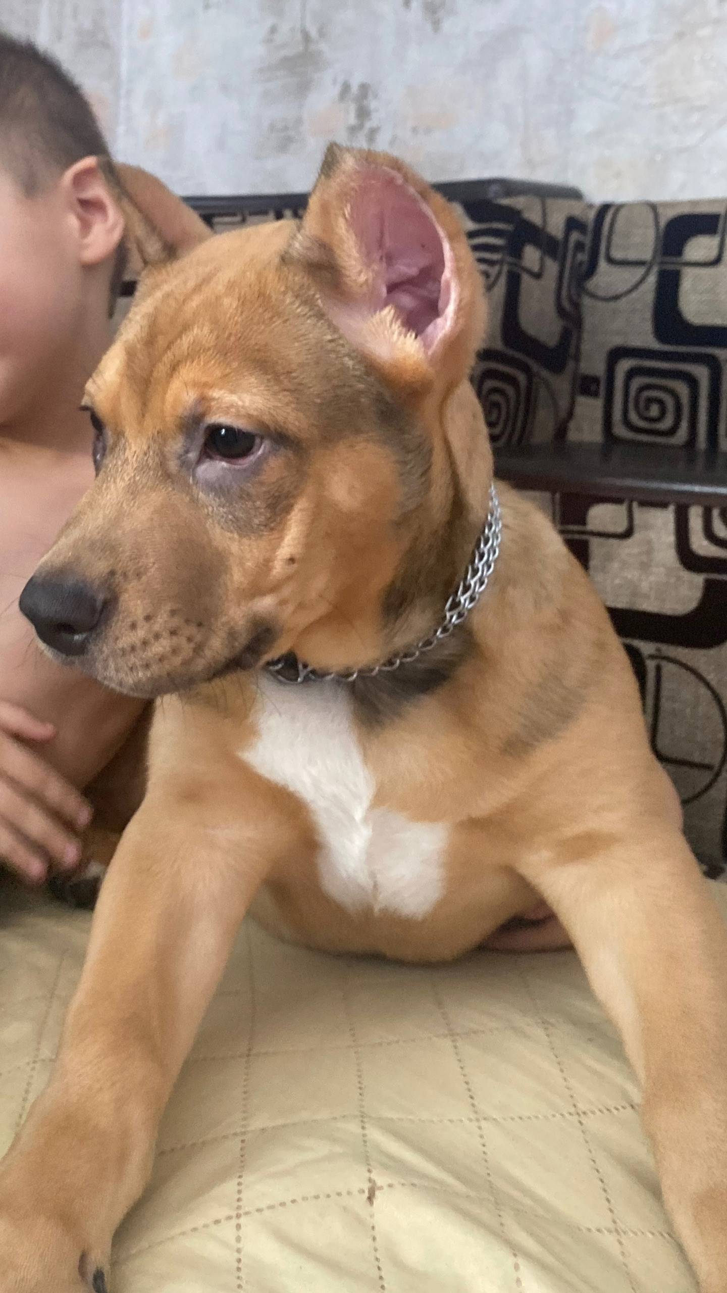 Пропал щенок, улица Колхозная 16