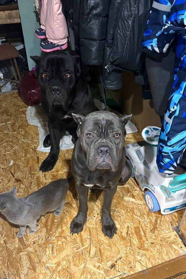 Пропали Кане Корсо, СНТ 'Бронницкое', Раменский район