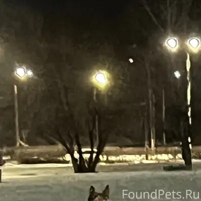Пропала собака похожая на овчарку, с ошейником, на перекрестке ул. Сергея Акимова и Пролетарская